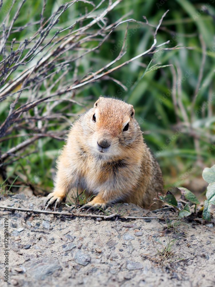 Naklejka premium A small, furry gopher or ground squirrel with light brown fur and black eyes sits on the dirt, looking directly at the viewer. Green foliage and dry branches are in the blurred background.