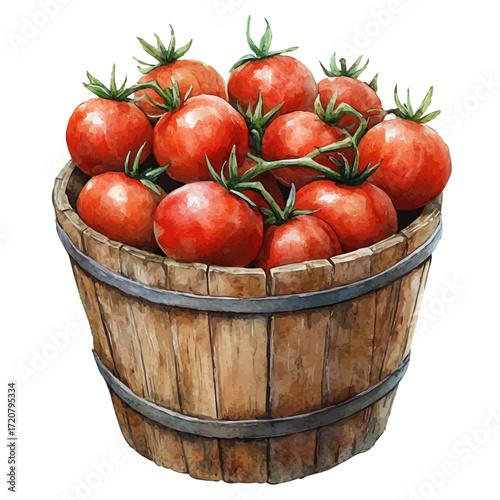 watercolor of Tomato Bucket, vector, isolated on a white background.