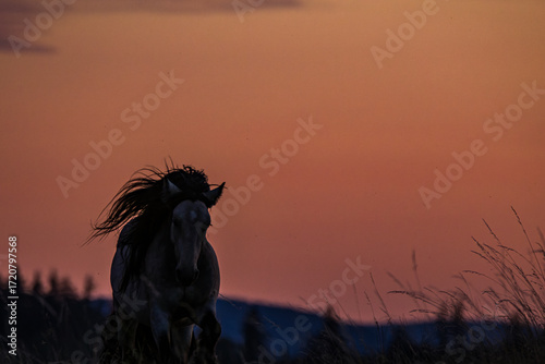 Powerful silhouette of a running horse at sunset in red evening light
