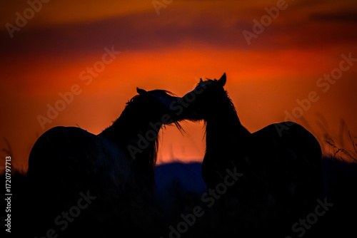 Silhouette of two horses touching at sunset, romantic wildlife scene