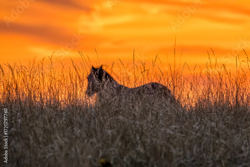 Silhouette of a horse in tall grass at sunset, atmospheric wildlife scene