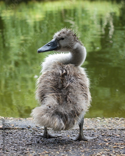 Fotografia wet cygnet