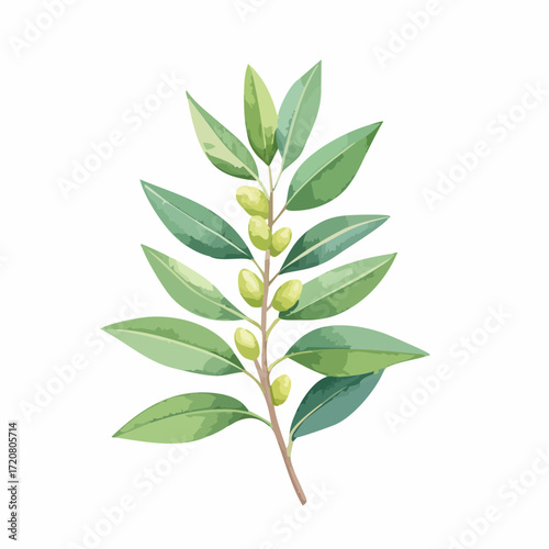 Olive leaves branch with fruits for italian cuisine design
4