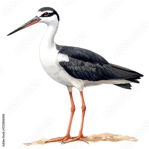watercolor vector of Stilts, isolated on a white background.