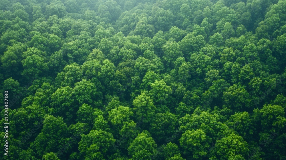Fototapeta premium Dense green forest canopy showcasing diverse foliage during a sunny day