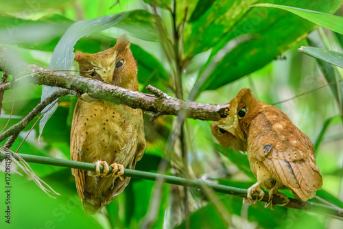 Pair of Serendib scops owls (Otus thilohoffmanni), an endemic and rare species, perched quietly among the green foliage of the Sinharaja Forest Reserve in Sri Lanka
