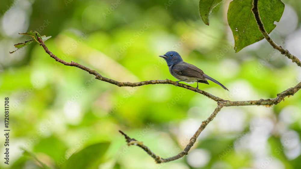 Obraz premium Black-naped monarch or black-naped blue flycatcher (Hypothymis azurea) perches on a tree branch at Sinharaja Forest Reserve