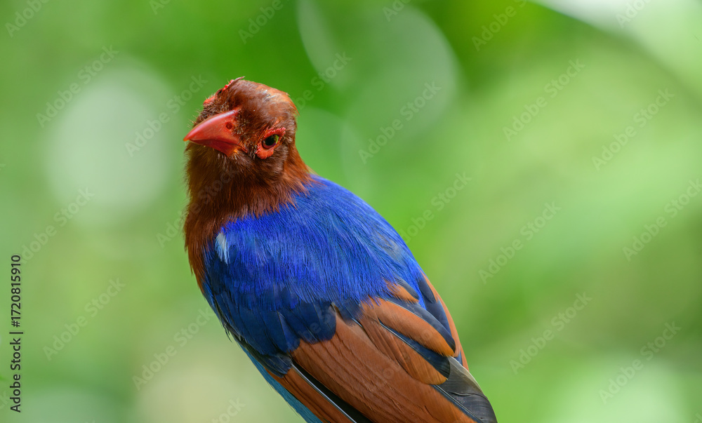 Fototapeta premium Sri Lanka blue magpie or Ceylon magpie (Urocissa ornata) bird close-up portrait photo against natural green bokeh backdrop.