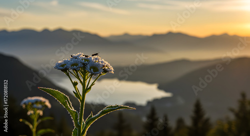 Closeup of yarrow flower with dew drops in the mountains at sunrise with lake and fog in the valley in the background