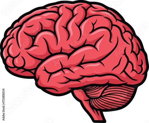 Illustration of a human brain isolated on white background