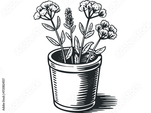Potted herb plant with flower clusters and leaves. Vector hand drawn illustration