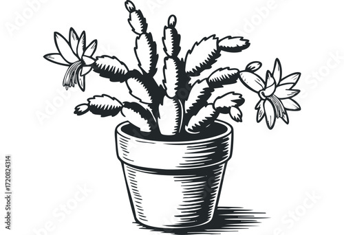 Potted cactus with blooming flowers isolated on white. Vector hand drawn illustration