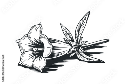 Black and white drawing of a trumpet flower and leaves. Vector hand drawn illustration