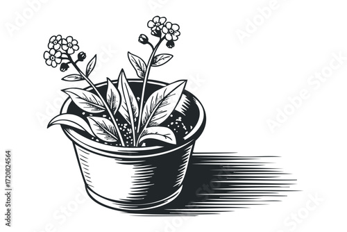 Forget Me Not Flowers in Pot Outline. Vector hand drawn illustration