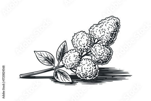 Branch of blooming flowers with textured petals and leaves. Vector hand drawn illustration