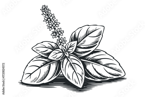 Basil plant with leaves and flower stalk. Vector hand drawn illustration
