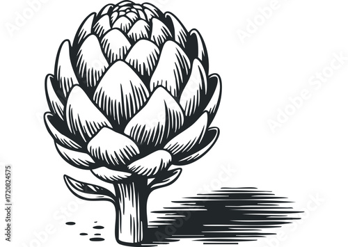 Hand-drawn graphic of a solitary artichoke. Vector hand drawn illustration