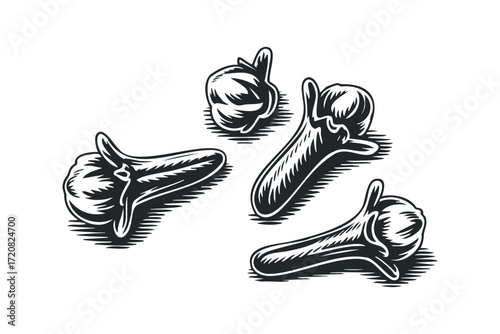 Four Organic Cloves Spice on White Background. Vector hand drawn illustration