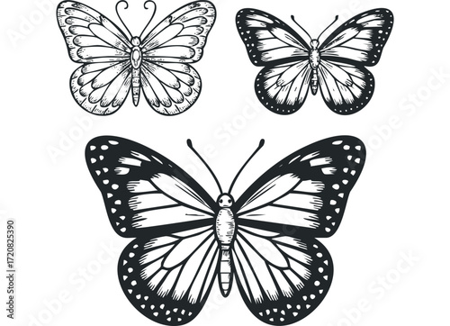 Three detailed black and white butterfly outlines. Vector hand drawn illustration
