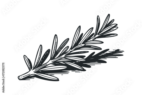 Sketch of a sprig of rosemary with leaves. Vector hand drawn illustration