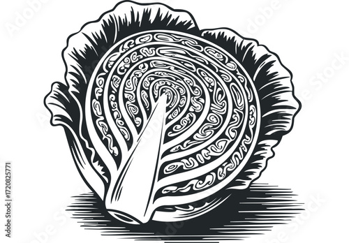 Cut Cabbage Cross Section Black and White. Vector hand drawn illustration