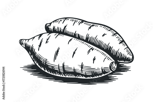Two raw sweet potatoes shown from side view. Vector hand drawn illustration
