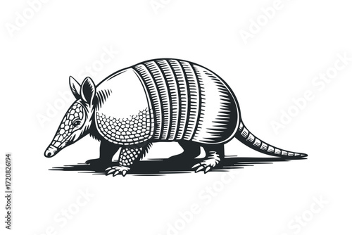 Armadillo walking on a textured surface. Vector hand drawn illustration