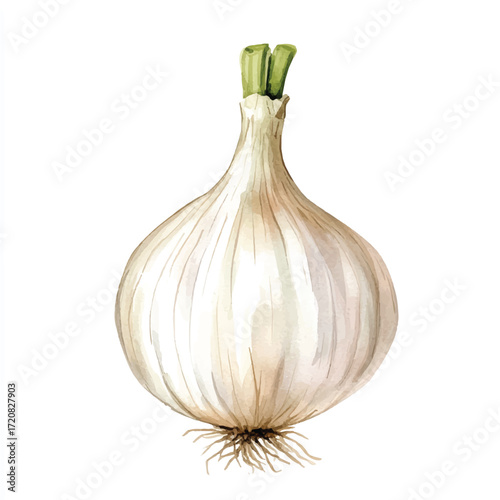 A single bulb of fresh white garlic with green sprouts on top and roots at the bottom.
