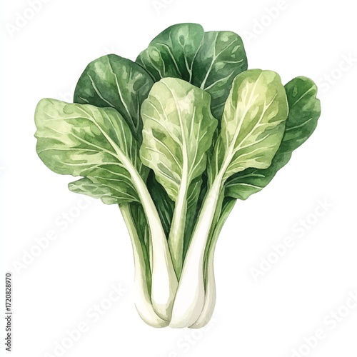 Close up of fresh bok choy vibrant green leaves healthy vegetable.