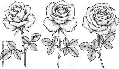 Detailed hand drawn rose flowers with leaves, elegant botanical vector illustration, vintage floral artwork, black and white decorative design