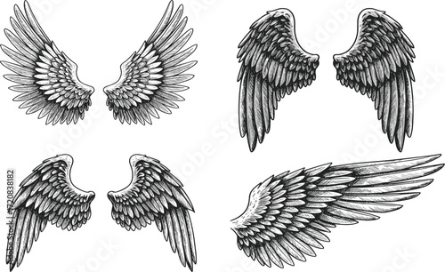 Detailed angel wings vector illustration set, hand drawn feather design, fantasy artwork, decorative tattoo, mystical symbol, spiritual graphic art