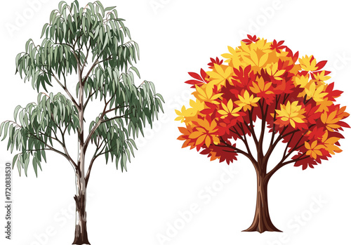 Eucalyptus tree and autumn foliage tree illustration showing seasonal contrast, botanical diversity, nature concept, vector art for stock content use