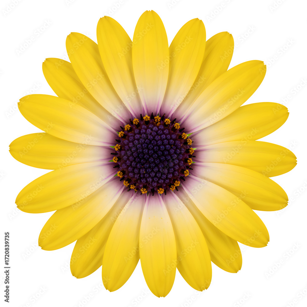 Obraz premium A stunning, high-detail macro shot of a single yellow and purple daisy with a spiky center, showcasing the intricate patterns of the petals