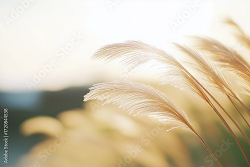 갈대밭, 갈대, 가을, 억새