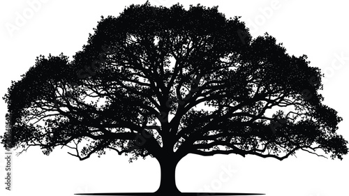 Tree silhouette with wide canopy and shadow illustration showing artistic symmetry, botanical detail, nature concept, vector design for stock content
