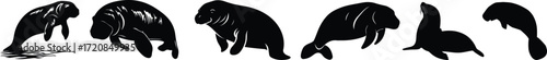 Manatee silhouettes in various poses sea cow marine mammal.A group of manatee silhouettes in different poses against a white background in two separate clusters.Simple manatee body silhouette vector 