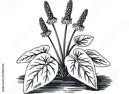 Black and white plantain with seeds and leaves. Vector hand drawn illustration