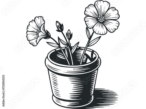 Potted flowering plant with multiple blossoms and buds on a transparent background. Vector hand drawn illustration