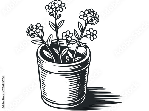 Line art forget-me-not flowers in pot with shadow. Vector hand drawn illustration