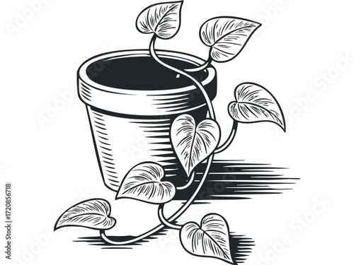 Potted plant with vine and leaves on transparent background. Vector hand drawn illustration