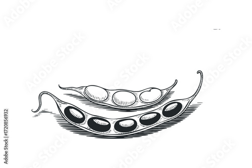 Two opened pods with soybeans on transparent background. Vector hand drawn illustration