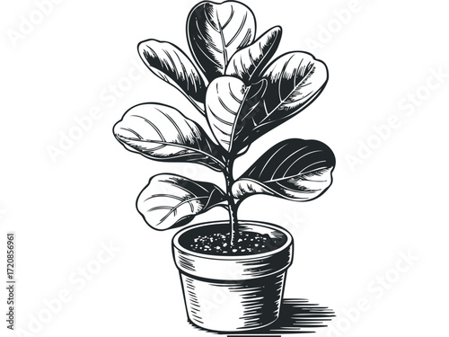 Fiddle leaf fig plant in a pot, line drawing,. Vector hand drawn illustration
