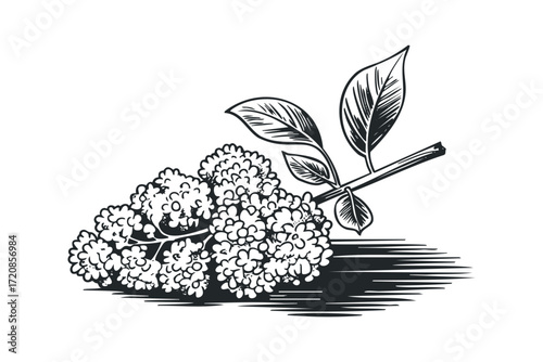 Branch with flower cluster and leaves in monochrome sketch on transparent. Vector hand drawn illustration