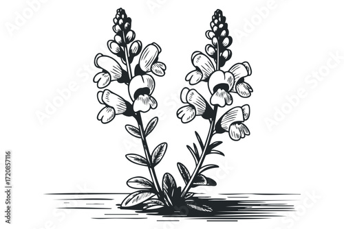 Two snapdragon flower stems on transparent background. Vector hand drawn illustration
