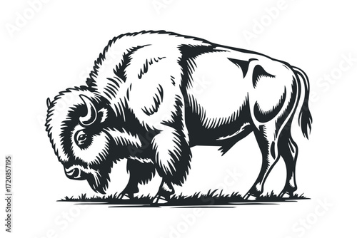 Bison grazing on grass. Vector hand drawn illustration