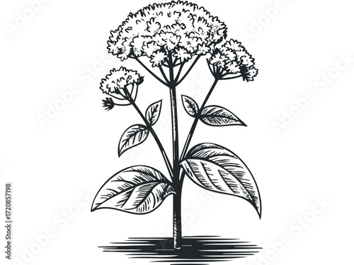Line art sketch of flowering plant with leaves. Vector hand drawn illustration