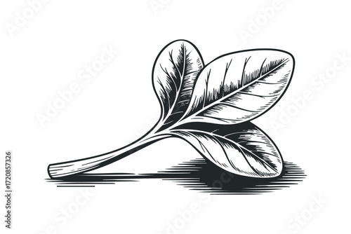 Ink drawing of spinach leaves on a transparent background. Vector hand drawn illustration