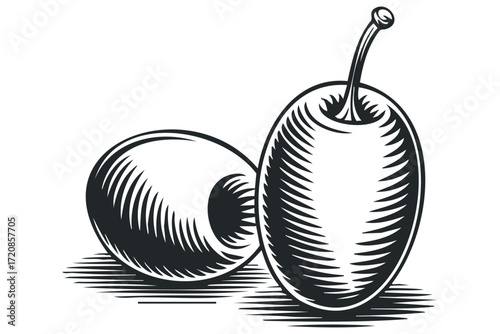 Two olives on transparent background with stem. Vector hand drawn illustration