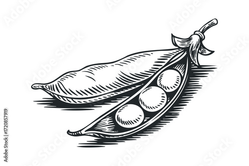 Open pea pod with visible peas on transparent background. Vector hand drawn illustration