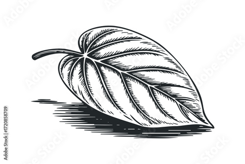 Single Leaf with Stem and Shadow in Sketch Style. Vector hand drawn illustration
